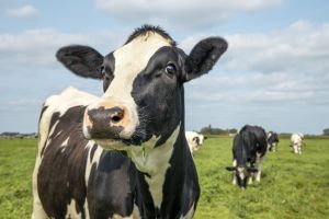 LegendDairy